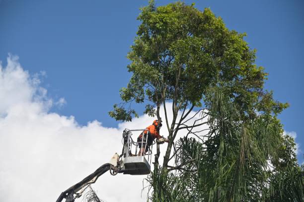 Best Tree Trimming and Pruning  in Abbotsford, WI